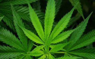 dejar adicción al cannabis