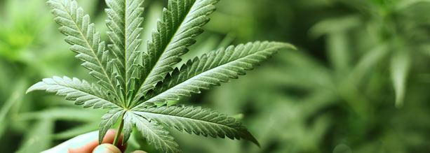 dejar cannabis dejar marihuana